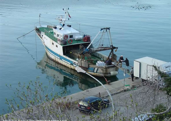 Porto Ercole - sbarco del pesce
